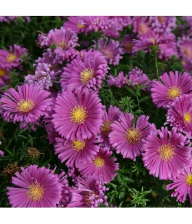 Астра кустовая Исланд Тонга (Aster dumosus Island Tonga) контейнер 2л
