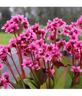 Бадан сердцелистный Флирт (Bergenia Flirt) контейнер 2л