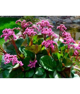 Бадан сердцелистный Эроика (Bergenia cordifolia Eroica) контейнер 2л