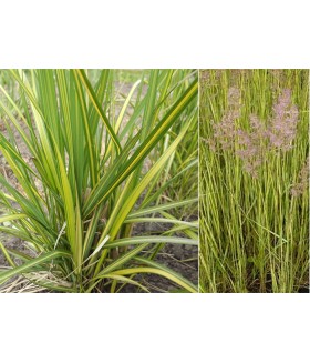 Вейник остроцветковый Энгланд (Calamagrostis acutiflora England) контейнер 1л