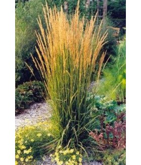 Вейник остроцветковый Карл Фостер (Calamagrostis acutiflora Karl Foerster) контейнер 1л