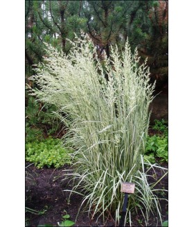 Вейник остроцветковый Овердам (Calamagrostis acutiflora Overdam) контейнер 1л