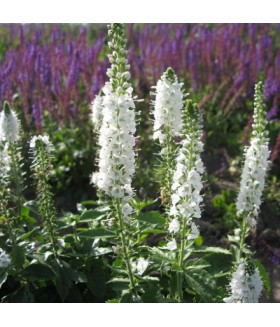 Вероника колосковая Айсикл (Veronica spicata Icicle) контейнер 2л
