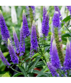 Вероника длиннолистная Ферст Глори (Veronica longifolia First Glory) контейнер 1л