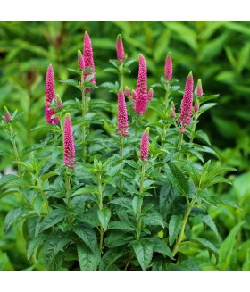 Вероника длиннолистная Фест Лав (Veronica longifolia First Love) контейнер 1л