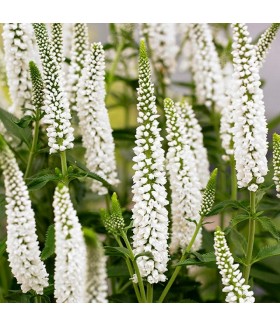 Вероника длиннолистная Фест Леди (Veronica longifolia First Lady) контейнер 1л