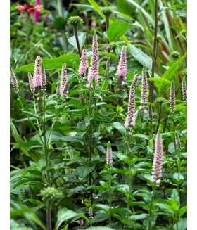 Вероника длиннолистная Фест Чойс (Veronica longifolia First Choice) контейнер 1л