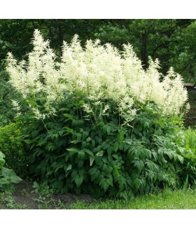 Волжанка обыкновенная (Aruncus dioicus) контейнер 2л