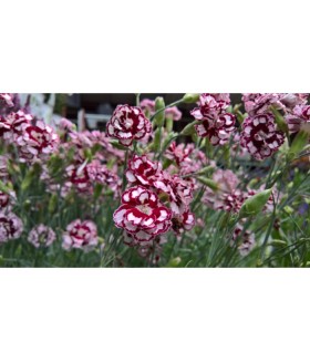 Гвоздика Претти Бекки (Dianthus Pretty Becky) контейнер 1л