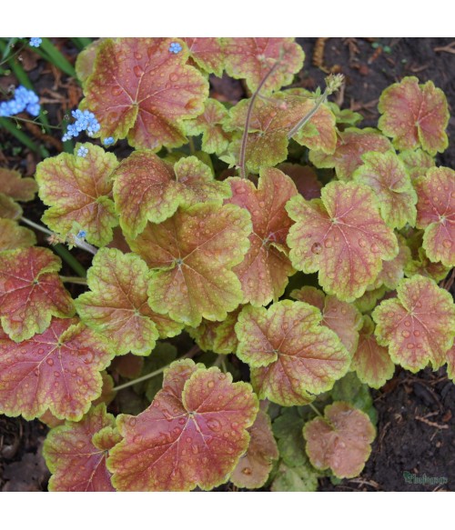Гейхера гибридная Миракл (Heuchera hybrida Miracle) контейнер 2л Гейхера гибридная Миракл (Heuchera hybrida Miracle) контейнер 2л