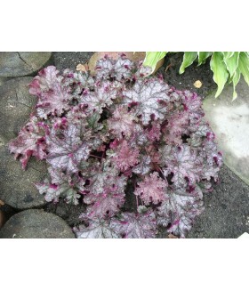 Гейхера гибридная Кап Кап (Heuchera hybrida Can Can) контейнер 2л