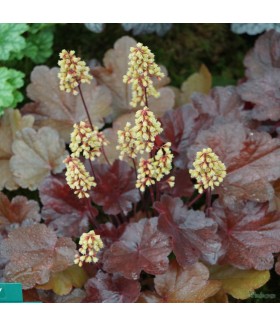 Гейхера гибридная Литтл Кьюти Блонди (Heuchera hybrida Little Cutie Blondie) контейнер 2л