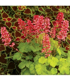 Гейхера гибридная Литтл Кьюти Свит Тарт (Heuchera hybrida Little Cutie Sweet Tart) контейнер 2л