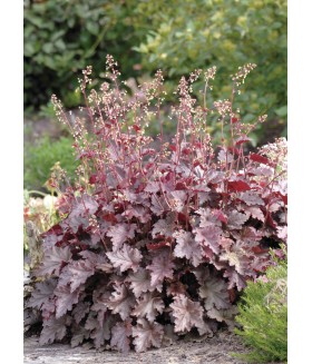 Гейхера американская Мелтинг Файер (Heuchera americana Melting Fire) контейнер 2л