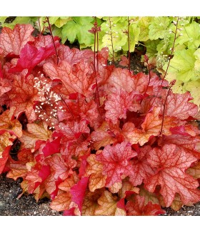 Гейхера гибридная Паприка (Heuchera hybrida Paprika) контейнер 2л