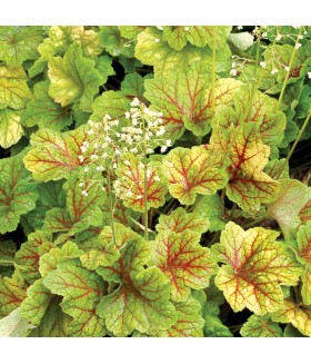 Гейхера гибридная Электра (Heuchera hybrida Elektra) контейнер 2л
