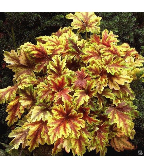 Гейхерелла Золотая Зебра (Heucherella Gold Zebra) контейнер 2л Гейхерелла Золотая Зебра (Heucherella Gold Zebra) контейнер 2л