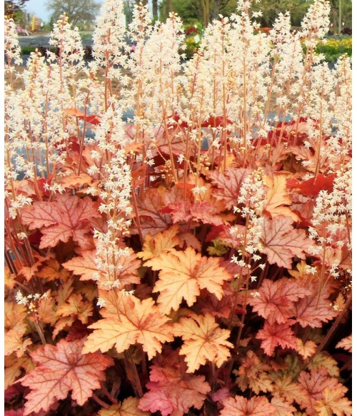 Гейхерелла Хани Роуз (Heucherella Honey Rose) контейнер 2л Гейхерелла Хани Роуз (Heucherella Honey Rose) контейнер 2л