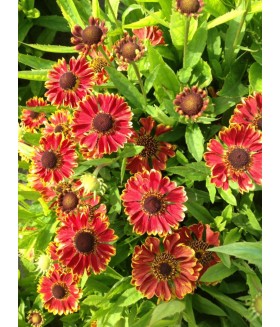 Гелениум Бандера (Helenium Bandera) контейнер 2л