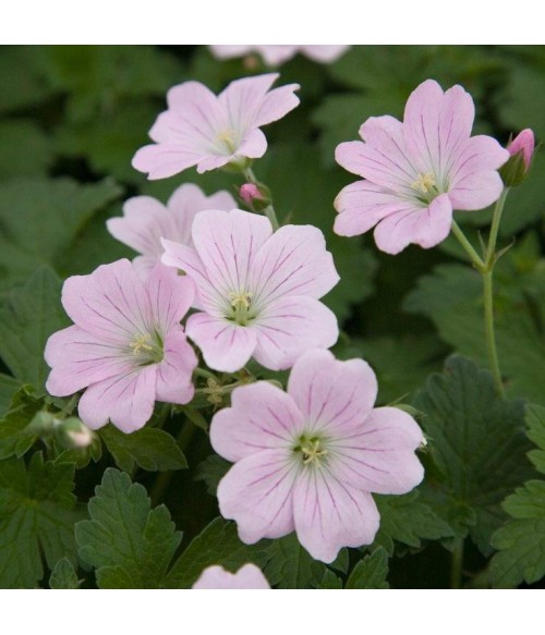 Герань гибридная Дримлэнд (Geranium hybridum Dreamland) контейнер 2л Герань гибридная Дримлэнд (Geranium hybridum Dreamland) контейнер 2л