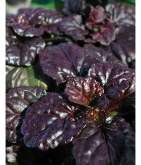 Живучка ползучая Блэк Скэллоп  (Ajuga reptans Black Scallop) контейнер 1л