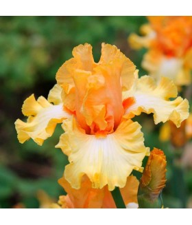 Ирис германский Деп Оф Филд (Iris germanica Depth of Field) контейнер 2л