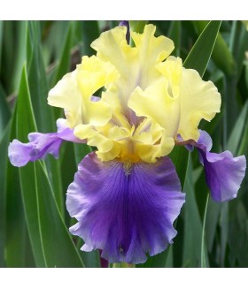 Ирис германский Эдит Вулфорд (Iris germanica Edith Wolford) контейнер 2л