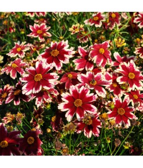 Кореопсис мутовчатый Руби Фрост (Coreopsis Ruby Frost) контейнер 2л