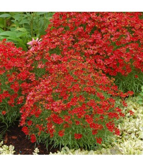 Кореопсис Черри Пай (Coreopsis Cherry Pie) контейнер 1л