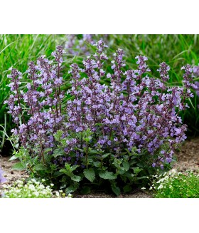 Котовник Фассена  Паршн Блу (Nepeta faassenii Purrsian Blue) контейнер 2л 
