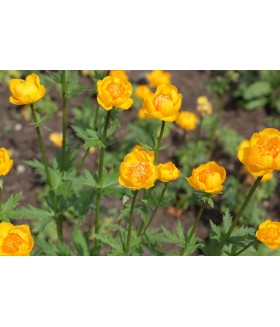 Купальница культурная Оранж Крест (Trollius Orange Crest) контейнер 2л