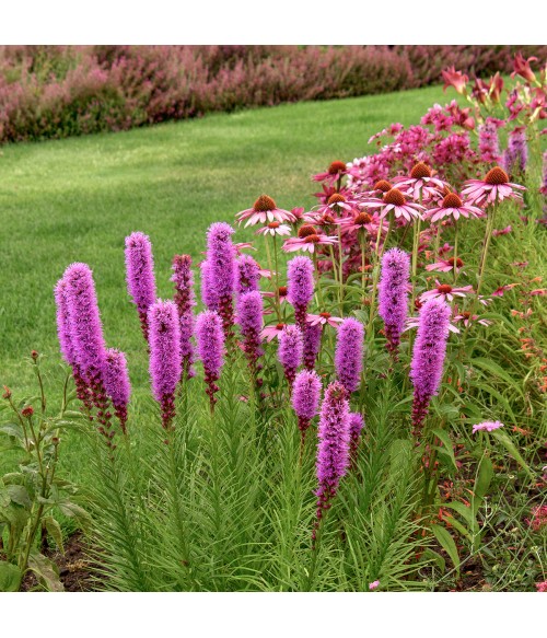Лиатрис колосковый Кобольд (Liatris spicata Kobold) контейнер 2л Лиатрис колосковый Кобольд (Liatris spicata Kobold) контейнер 2л