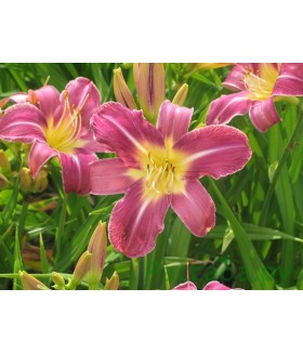 Лилейник гибридный Блю Шин (Hemerocallis Blue Sheen) контейнер 2л