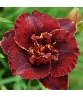 Лилейник гибридный Бургунди Лав (Hemerocallis Burgundy Love) контейнер 2л