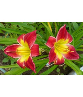 Лилейник гибридный Кристмас Из (Hemerocallis Christmas Is) контейнер 2л