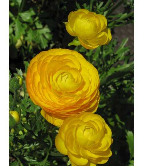 Лютик азиатский Лемон (Ranunculus asiaticus Lemon) контейнер 2л Лютик азиатский Лемон (Ranunculus asiaticus Lemon) контейнер 2л