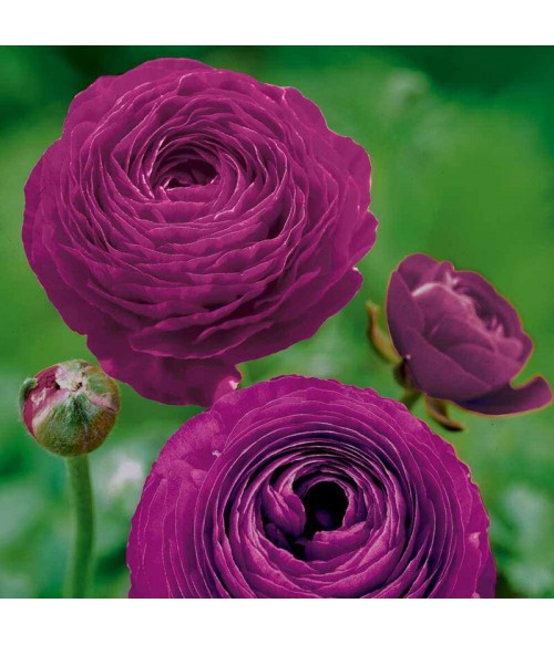 Лютик азиатский Пурпл Сенсация (Ranunculus asiaticus Purple Sensation) контейнер 2л Лютик азиатский Пурпл Сенсация (Ranunculus asiaticus Purple Sensation) контейнер 2л