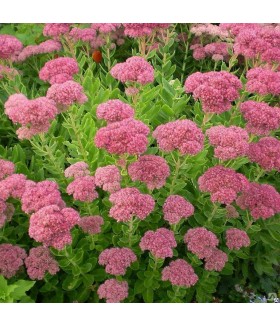 Очиток видный Бриллиант (Sedum spectabile Brillant) контейнер 2л
