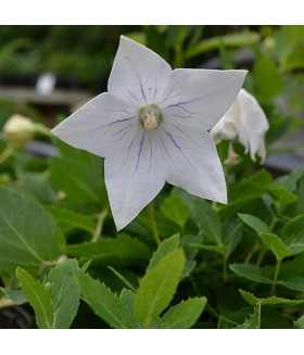 Платикодон крупноцветковый Альбус (Platycodon grandiflorus Albus) контейнер 2л