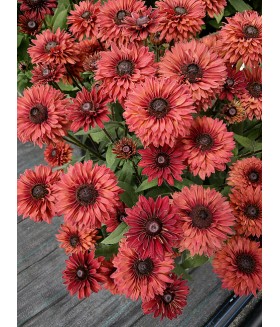 Рудбекия Фламенго Дарк Оранж (Rudbeckia Flamenco Dark Orange) контейнер 2л