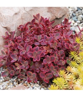 Седум CанСпарклер Вайлдфаер  (Sedum SunSparkler Wildfire) контейнер 1л