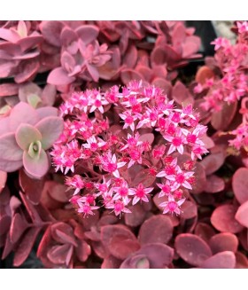 Седум Санспаклер Черри Тарт (Sedum SunSparkler Cherry Tart) контейнер 1л