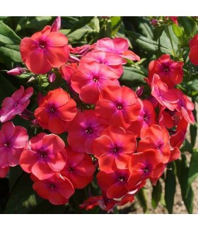 Флокс метельчатый Коралл Флейм (Phlox paniculata Flame Coral) контейнер 2л