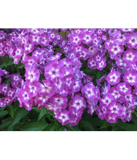 Флокс метельчатый Лаура (Phlox paniculata Laura) контейнер 2л