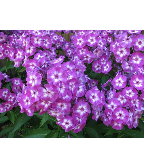 Флокс метельчатый Лаура (Phlox paniculata Laura) контейнер 2л Флокс метельчатый Лаура (Phlox paniculata Laura) контейнер 2л