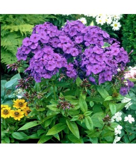 Флокс метельчатый Никки (Phlox paniculata Nicky) контейнер 2л