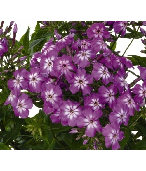 Флокс метельчатый Флейм Про Виолет Шарм (Phlox paniculata Flame Pro Violet Charm) контейнер 2л Флокс метельчатый Флейм Про Виолет Шарм (Phlox paniculata Flame Pro Violet Charm) контейнер 2л
