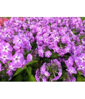 Флокс метельчатый Флейм Лилак (Phlox paniculata Flame Lilac) контейнер 2л