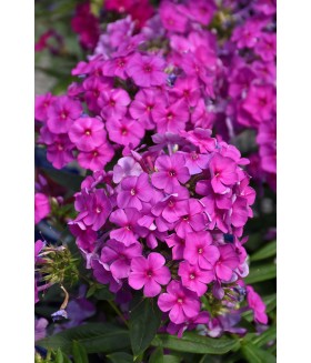 Флокс метельчатый Флейм Перпл (Phlox paniculata Flame Purple) контейнер 2л