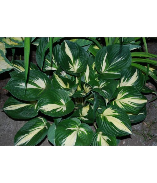 Хоста гибридная Клиффорд'с Стригрэй (Hosta hybride Cliffords Stingray) контейнер 2л Хоста гибридная Клиффорд'с Стригрэй (Hosta hybride Cliffords Stingray) контейнер 2л